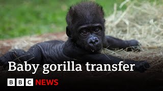 Baby gorilla Jameela on a journey to find a surrogate mum  BBC News [upl. by Ahsirkal]