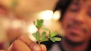 Foraging and Preparing Purslane [upl. by Odilia]