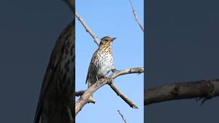 Amazing Song Thrush Singing  Mesmerizing Melodies In Nature wildlifefilmmakerwildlifefilmmaking [upl. by Junius]