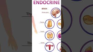 INTRODUCTION TO ENDOCRINE SYSTEM [upl. by Theodore573]