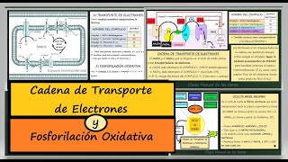 Cadena de Transporte de Electrones y Fosforilación Oxidativa Biología 2 Bachillerato Catabolismo [upl. by Bunch739]