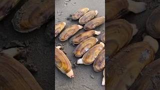 Pacific Razor Clam Digging  Clamming Lesson  Siliqua patula oregon coast clam outdoors foodie [upl. by Limoli]