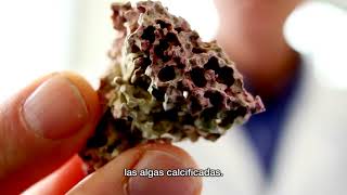 Video de Cal Mag D Nutrilite  Amway Español [upl. by Karlie]