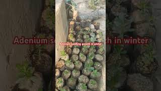 adenium seedling growth in winter adeniumseedlinggrowthinwinter plants short viral ytshort [upl. by Anazraf]