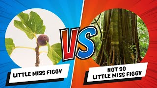 Unveiling the Truth Is the Little Miss Figgy Fig Tree Really a Dwarf [upl. by Mehs]