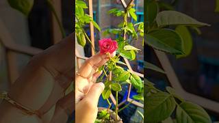 Rose plant youtubeshorts ytshorts viralshort flowers garden gardening nature evergreenplant [upl. by Ailaroc]