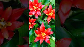 My Bromeliad flowers Guzmania plant flower 🥰🌸 [upl. by Rebmeced]