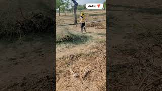 Desi life royal jatni Status shortvideo trending kisan jmidar farming farmer royaljatni [upl. by Romo731]