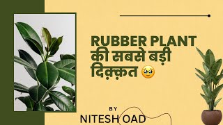 Rubber plant full information indoor or not [upl. by Alle]