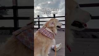 대형견 산책 Vlog  대형견 일상 골든리트리버 천사견 Big Dog Walk  Walk Vlog  Golden Retriever  일상 브이로그  강아지교육 [upl. by Mistrot]