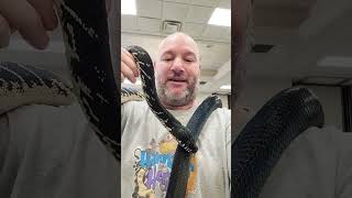 Holding My Dream Snake boelenspython reptiles snakes petsnakes petexpo reptileexpo [upl. by Annay]