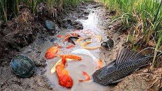 Unbelievable Fishing At Rice Fields Turtle Koi Blood Parrot Giant Oranda Goldfish Suckermouth Betta [upl. by Anissa]