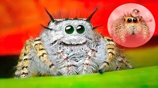 THE CUTEST SPIDERS In The World [upl. by Collin]