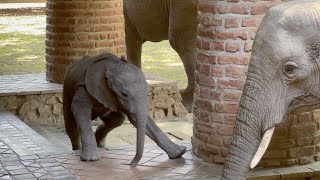 Cute BABY ELEPHANT at Mfuwe Lodge [upl. by Keese145]