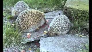 Igelkott  European Hedgehog  Erinaceus europaeus [upl. by Groveman]