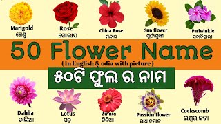 50 Flowers Name with Pictures in English to Odia  ଫୁଲର ନାମ  Name of Flowers in EnglishOdia [upl. by Elysia]