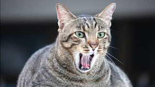 Male Cat Calling Female  Male Cat In Heat Sounds  Male Cat Mating Call  Cat Heat Sound [upl. by Silber]