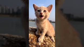 Cat Sound To Attract Cats catshorts catmeow trending fyp catlover catvideos [upl. by Enawd697]