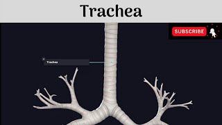 Trachea  Extent  Dimensions  Structure  Relations  Clinical Anatomy Anatomy mbbs education [upl. by Oakman]