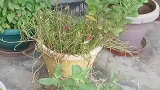 abundance of Basils  Tulsi plants [upl. by Tova]