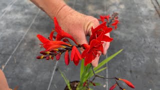 Stunning Crocosmias formerly Montbretia [upl. by Lenej78]