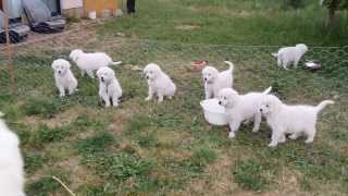 Maremma Pups  Barking [upl. by Milak]