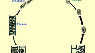 life cycle of spirogyra Explain about life cycle spirogyra [upl. by Stanton]