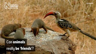 The mutualistic relationship of the dwarf mongoose and hornbill  Natural History Museum [upl. by Maurits]