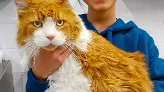 Giant Cat Was Abandoned At The Shelter Hours Later The UNTHINKABLE Happens [upl. by Llewxam]