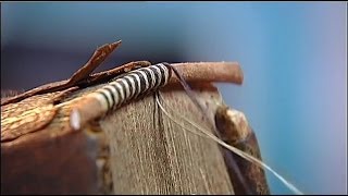 quotSauvez nos reliuresquot  reportage de France 2 sur la restauration des livres anciens [upl. by Dinse610]