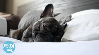 FlatFaced Dogs Suffer in Snoring Videos [upl. by Maltzman]