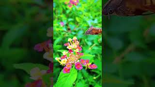 West Indian Lantana amp Hummingbird HawkMoth Captivating 4K Nature Video WestIndianLantana [upl. by Ciri]