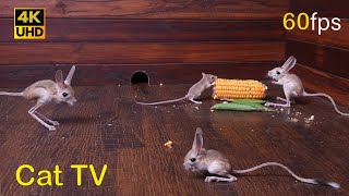 Cat TV Cutest Mice Play Hide and Seek  Ultimate Mouse Chase Fun for cats to watch 4k 8 hours [upl. by Kaliski231]