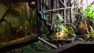 55 gallon outdoor fish tank with overflow ￼ [upl. by Aelc]