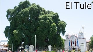 EL ÁRBOL DEL TULE Y SUS FIGURAS  AHUEHUETE ANCESTRAL EN OAXACA [upl. by Hannahs]