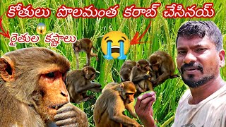 కోతులు🌾వరి🌾పోలమంత తొక్కి కరాబ్ చేసినయ్😭😭 వరి అంత తొక్కినయ్😭😭 [upl. by Koeninger]