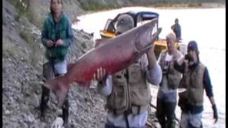 Shooting fish in a Barrel King Salmon Fishing on the Klutina Copper River in Alaska Part 1 [upl. by Noivert275]