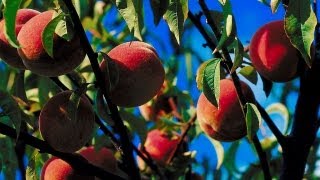 How to Maintain a Peach Orchard  P Allen Smith Cooking Classics [upl. by Hintze470]