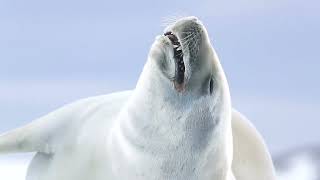 Crabeater Seals [upl. by Nirol]