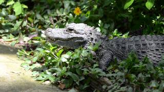 揚子鱷，Chinese alligatorAlligator sinensis  Kadoorie Farm [upl. by Targett885]