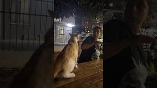 ADANALI KEDİ Hiçbir şeyden memnun olmayan kedim sürpriz sonlu bunuda gördüm [upl. by Enneiviv683]