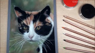 Drawing a calico cat in PASTEL  Realistic drawing timelapse [upl. by Erbma]