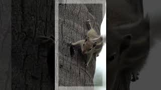 squirrel chirping sound shorts shortsvideo shortvideo short [upl. by Angelico185]