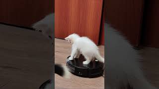 A kitten rides a vacuum cleaner Part 1 shorts [upl. by Ailefo632]