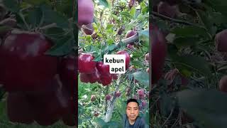 kebun apel merah fruit satisfying fresh buahnya shorts [upl. by Nissensohn]