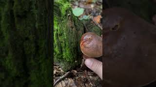 Scarletina Bolete  Flockenstieliger Hexenröhrling mushroom foraging hexenröhrling pilzesammeln [upl. by Jedthus]