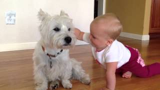 Westie and Baby [upl. by Pitzer671]