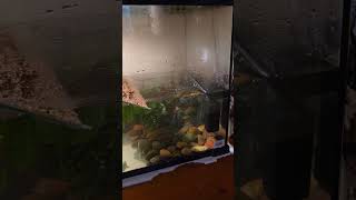 Donatellos New Setup australia turtle aquarium reptiles shorts [upl. by Airoled709]