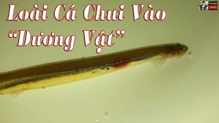 Cá Candiru Vandellia cirrhosa Loài Thuỷ Quái Chui Vào quotVùng Kínquot Của Con Người [upl. by Launamme]