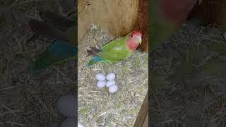 Lovebirds breeding shorts shortvideo birds lovebirds birdslover budiges parrot [upl. by Adnoryt]